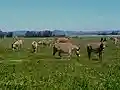 A meadow (pasture) maintained by grazing livestock