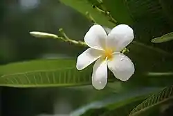 White Plumeria, Kozhikode, Kerala