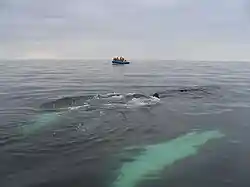 Whale Research Expeditions by Mingan Island Cetacean Study (MICS),[120] Gulf of St. Lawrence, Canada