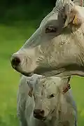 Charolais cattle