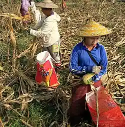 Hand-picking maize, Myanmar
