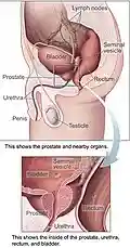 (Nearby location) Bladder location and associated structures in the male