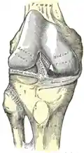 Right knee joint from the front, showing interior ligaments
