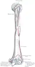 Left humerus. Anterior view.
