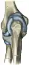Capsule of elbow-joint (distended). Posterior aspect.