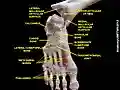 Ankle joint. Deep dissection.