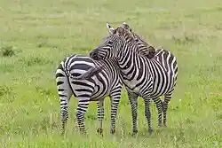A pair of Plains zebra facing each other and rubbing heads on the others body