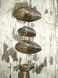 Swollen river mussel