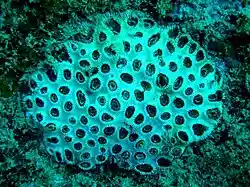 Black coral