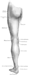 Back of left lower extremity.
