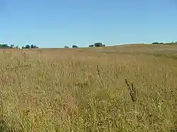 A rolling green and brown prairie, with a few trees in the background and a blue sky.
