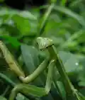 العربية: السرعوف الصيني، فرس النبي الصيني English: Tenodera aridifolia sinensis (Chinese mantis)