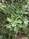 Quercus ilex, carrasca