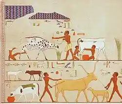 Cattle herders in Ancient Egypt