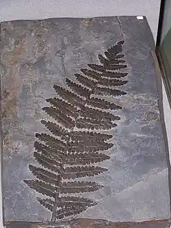 Helecho (Carbonífero)