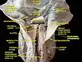 Deep dissection of human larynx, pharynx and tongue seen from behind