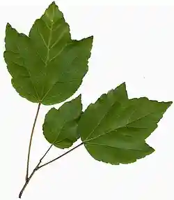 Leaves on a branchlet from a specimen in northern Florida