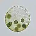 Volvox, a colonial chlorophyte