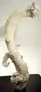 Classic "ram's horn" gypsum from Santa Eulalia, Chihuahua, Mexico, 7.5×4.3×3.8 cm