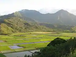 Taro fields (loʻi) in Hanalei Valley, Kauaʻi, Hawaii