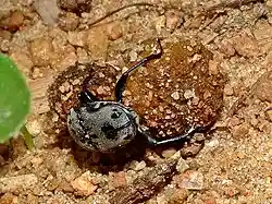 A dung beetle with two balls of dung