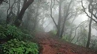 The pathways