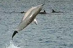 Hawaiian spinner dolphin spinning