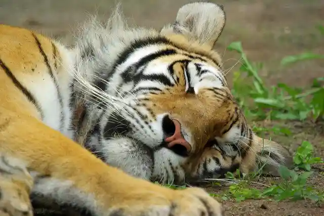 Tiger nap