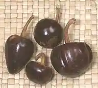 Chili Cascabel