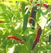 Chilis on plant