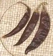 Chili Puya