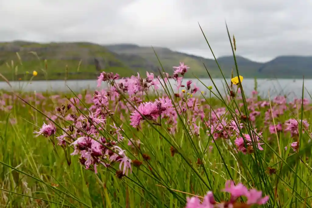Ships, Faroe Islands, Denmark