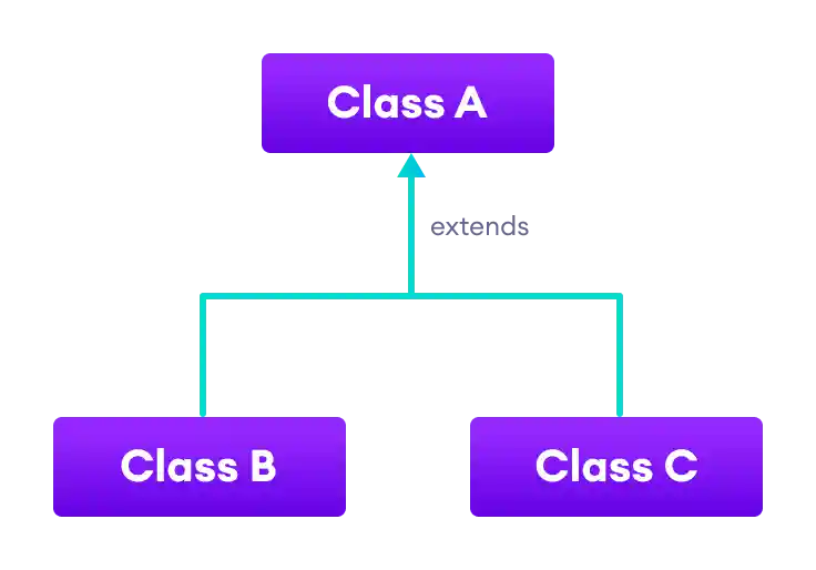 Both classes B and C inherit from the single class A.