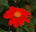 a flower
